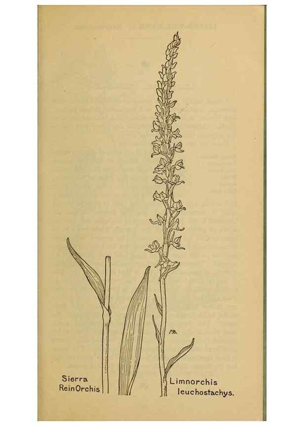 Reproducción/Reproduction 46852776801: Field book of western wild flowers /. New York :Putnam,1915.. 