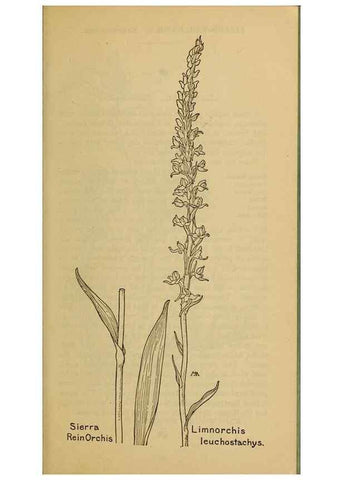 Reproducción/Reproduction 46852776801: Field book of western wild flowers /. New York :Putnam,1915.. 