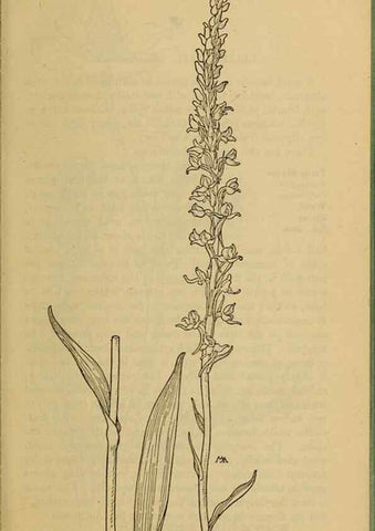 Reproducción/Reproduction 46852776801: Field book of western wild flowers /. New York :Putnam,1915.. 