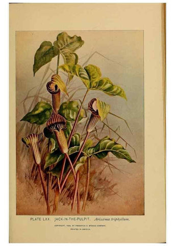 Reproducción/Reproduction 31911496997: A guide to the wild flowers.. New York,F. A. Stokes[1899]. 