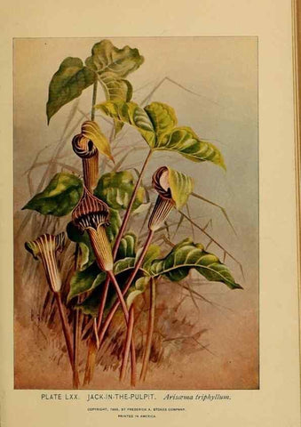 Reproducción/Reproduction 31911496997: A guide to the wild flowers.. New York,F. A. Stokes[1899]. 