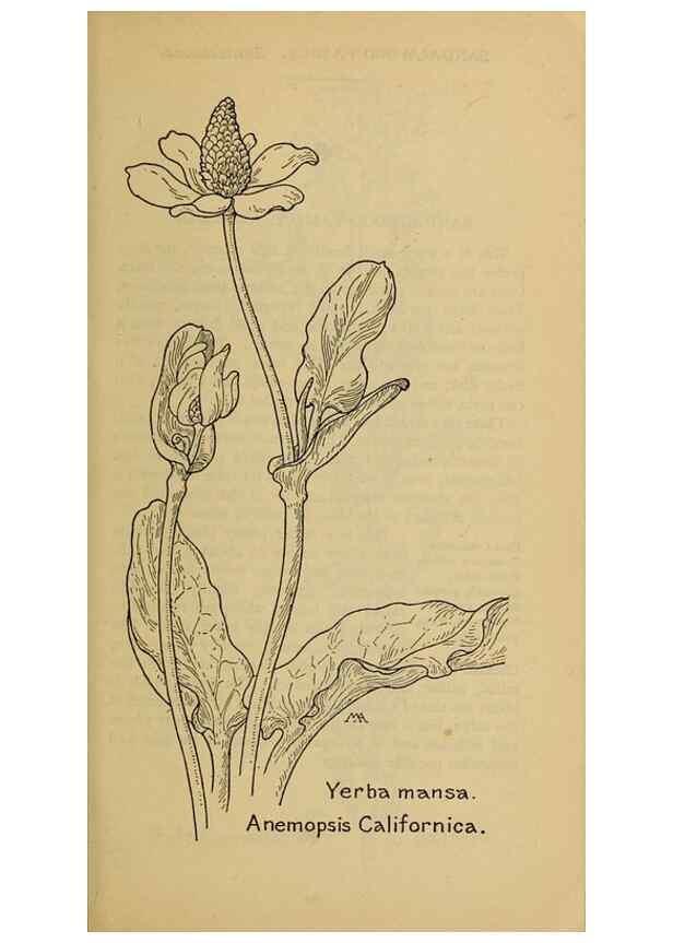 Reproducción/Reproduction 32977413948: Field book of western wild flowers /. New York :Putnam,1915.. 