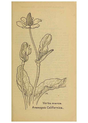 Reproducción/Reproduction 32977413948: Field book of western wild flowers /. New York :Putnam,1915.. 