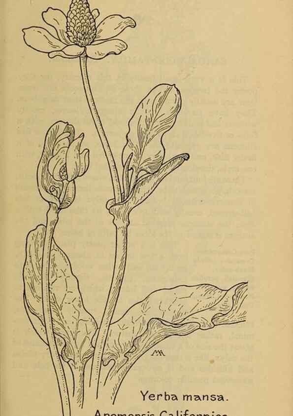 Reproducción/Reproduction 32977413948: Field book of western wild flowers /. New York :Putnam,1915.. 