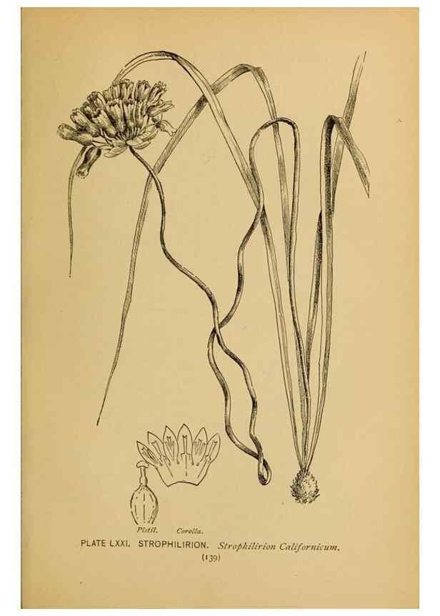 Reproducción/Reproduction 39887870623: A guide to the wild flowers.. New York,F. A. Stokes[1899]. 