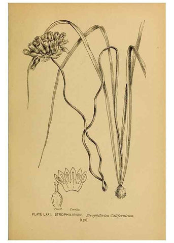 Reproducción/Reproduction 39887870623: A guide to the wild flowers.. New York,F. A. Stokes[1899]. 