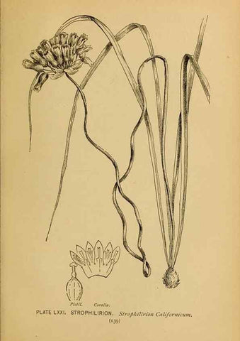 Reproducción/Reproduction 39887870623: A guide to the wild flowers.. New York,F. A. Stokes[1899]. 