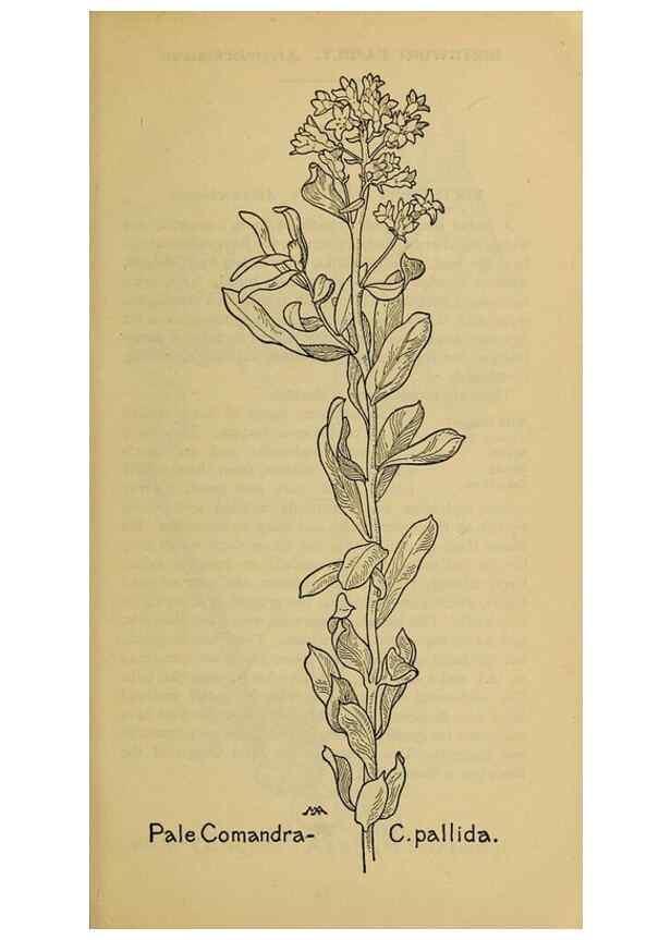 Reproducción/Reproduction 46127728324: Field book of western wild flowers /. New York :Putnam,1915.. 