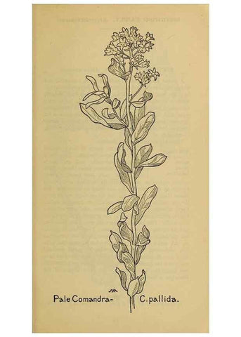 Reproducción/Reproduction 46127728324: Field book of western wild flowers /. New York :Putnam,1915.. 