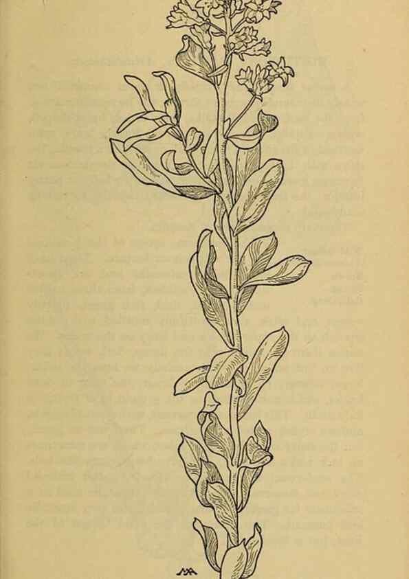 Reproducción/Reproduction 46127728324: Field book of western wild flowers /. New York :Putnam,1915.. 