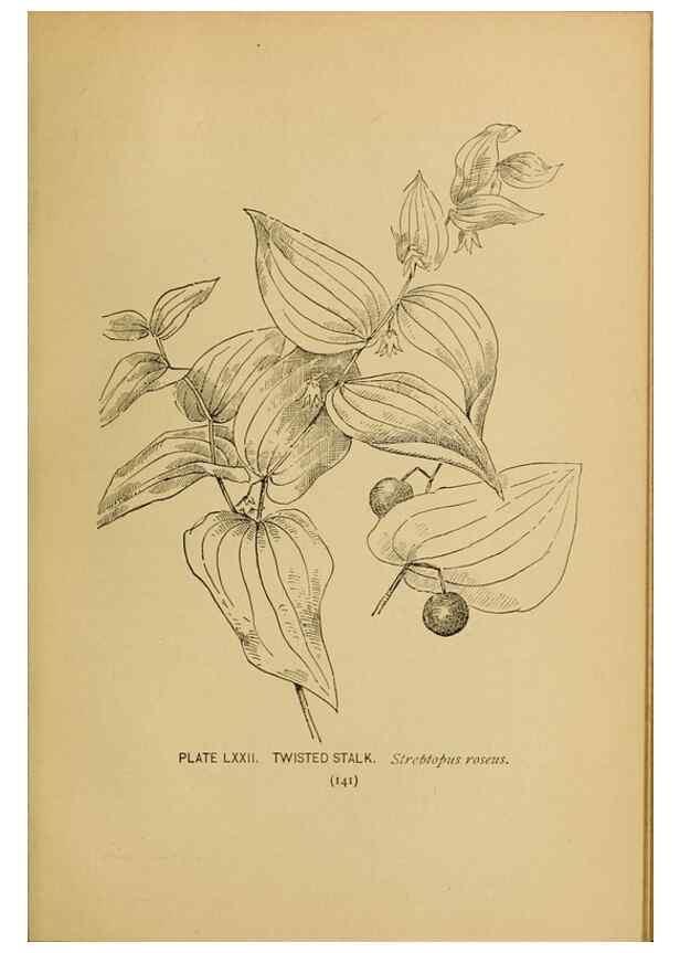 Reproducción/Reproduction 46800740352: A guide to the wild flowers.. New York,F. A. Stokes[1899]. 