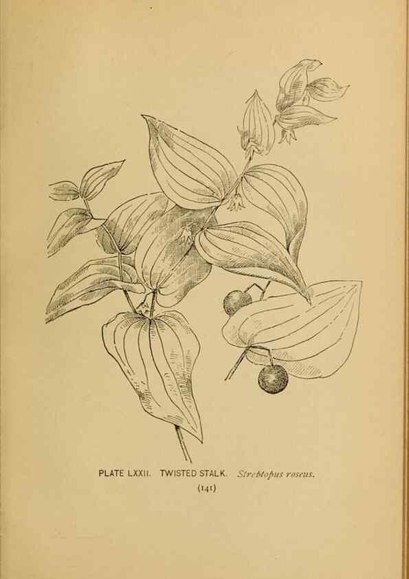 Reproducción/Reproduction 46800740352: A guide to the wild flowers.. New York,F. A. Stokes[1899]. 