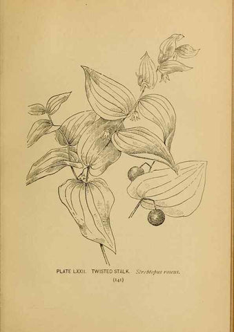 Reproducción/Reproduction 46800740352: A guide to the wild flowers.. New York,F. A. Stokes[1899]. 