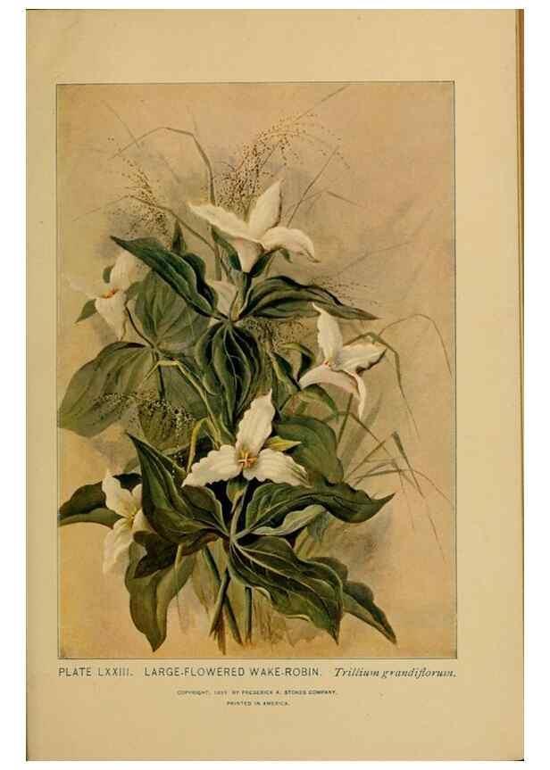 Reproducción/Reproduction 46800741382: A guide to the wild flowers.. New York,F. A. Stokes[1899]. 