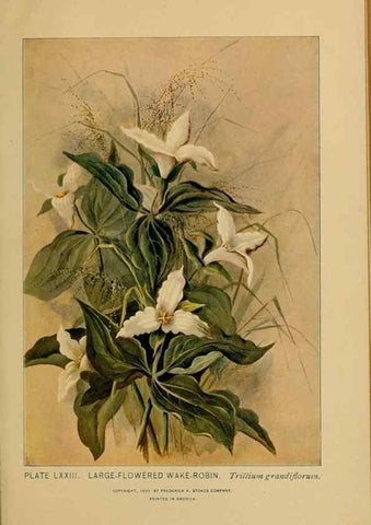 Reproducción/Reproduction 46800741382: A guide to the wild flowers.. New York,F. A. Stokes[1899]. 