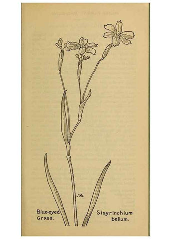 Reproducción/Reproduction 31911491977: Field book of western wild flowers /. New York :Putnam,1915.. 