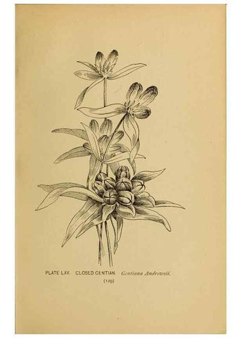 Reproducción/Reproduction 46127720654: A guide to the wild flowers.. New York,F. A. Stokes[1899]. 