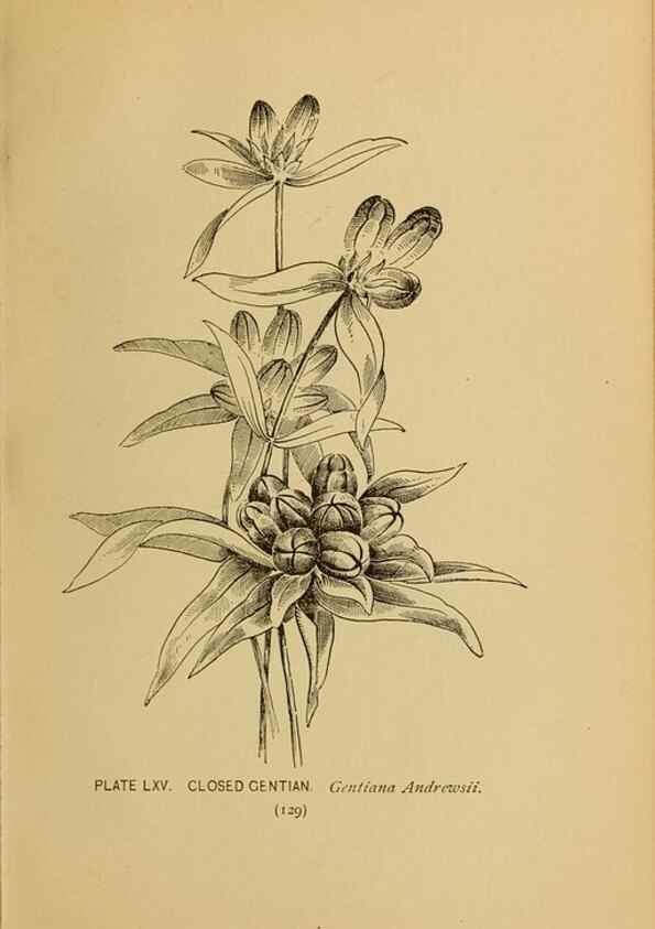 Reproducción/Reproduction 46127720654: A guide to the wild flowers.. New York,F. A. Stokes[1899]. 
