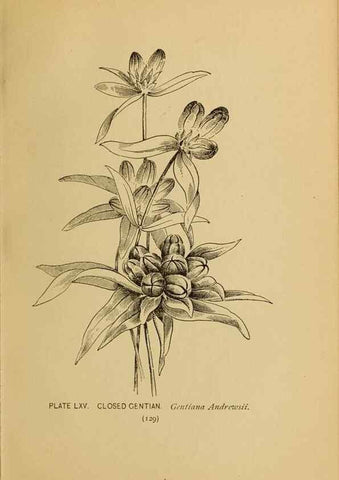 Reproducción/Reproduction 46127720654: A guide to the wild flowers.. New York,F. A. Stokes[1899]. 