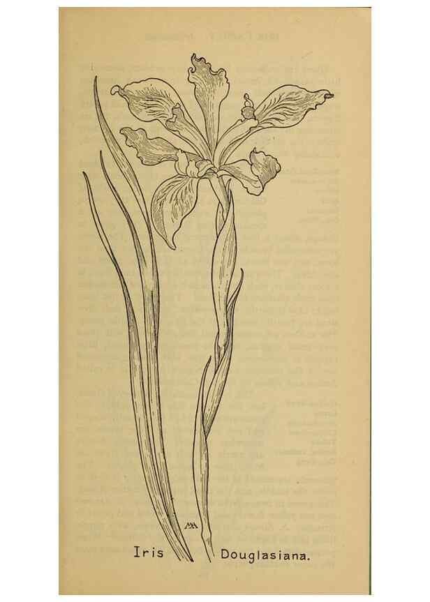 Reproducción/Reproduction 46852773401: Field book of western wild flowers /. New York :Putnam,1915.. 