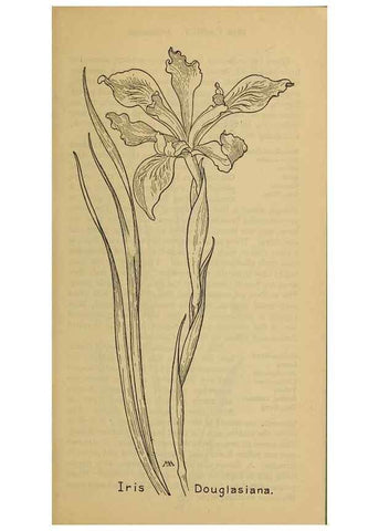 Reproducción/Reproduction 46852773401: Field book of western wild flowers /. New York :Putnam,1915.. 