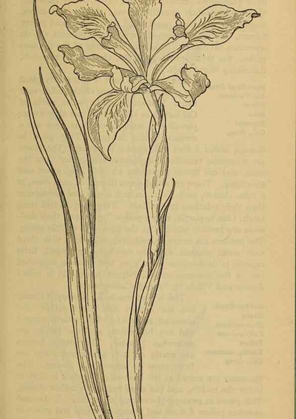 Reproducción/Reproduction 46852773401: Field book of western wild flowers /. New York :Putnam,1915.. 