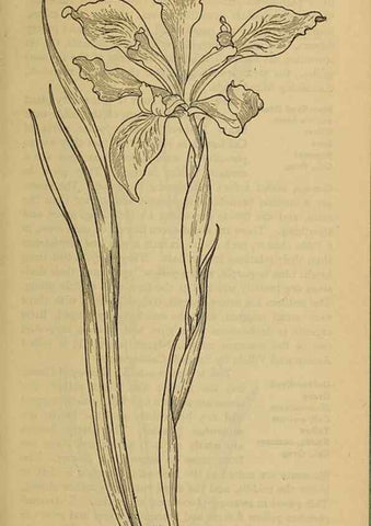Reproducción/Reproduction 46852773401: Field book of western wild flowers /. New York :Putnam,1915.. 