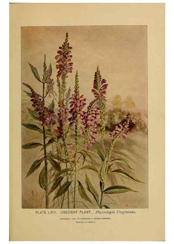 Reproducción/Reproduction 31911489787: A guide to the wild flowers.. New York,F. A. Stokes[1899]. 