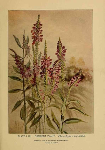 Reproducción/Reproduction 31911489787: A guide to the wild flowers.. New York,F. A. Stokes[1899]. 