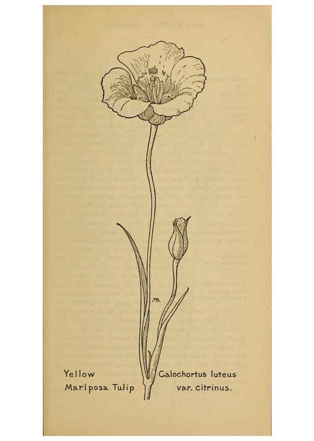 Reproducción/Reproduction 39887847813: Field book of western wild flowers /. New York :Putnam,1915.. 