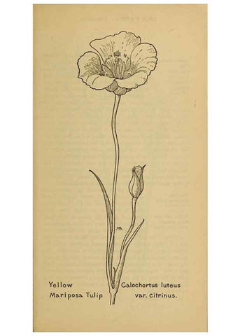 Reproducción/Reproduction 39887847813: Field book of western wild flowers /. New York :Putnam,1915.. 