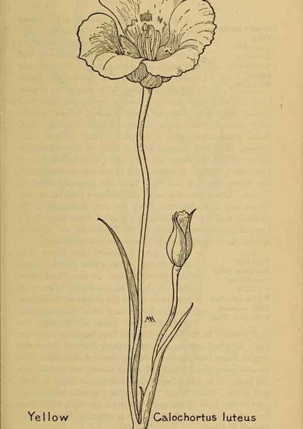 Reproducción/Reproduction 39887847813: Field book of western wild flowers /. New York :Putnam,1915.. 