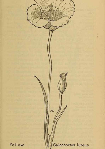 Reproducción/Reproduction 39887847813: Field book of western wild flowers /. New York :Putnam,1915.. 
