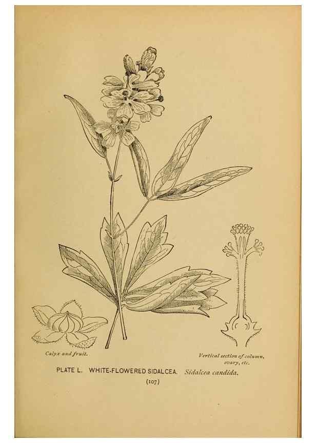 Reproducción/Reproduction 32977402708: A guide to the wild flowers.. New York,F. A. Stokes[1899]. 