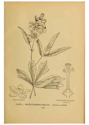 Reproducción/Reproduction 32977402708: A guide to the wild flowers.. New York,F. A. Stokes[1899]. 