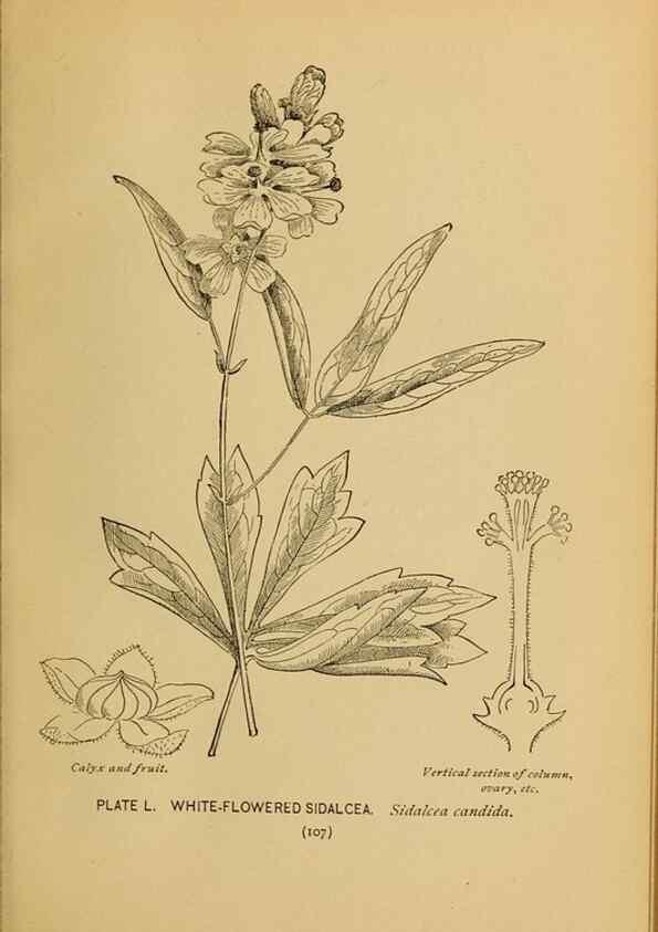 Reproducción/Reproduction 32977402708: A guide to the wild flowers.. New York,F. A. Stokes[1899]. 
