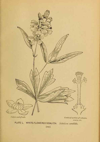 Reproducción/Reproduction 32977402708: A guide to the wild flowers.. New York,F. A. Stokes[1899]. 