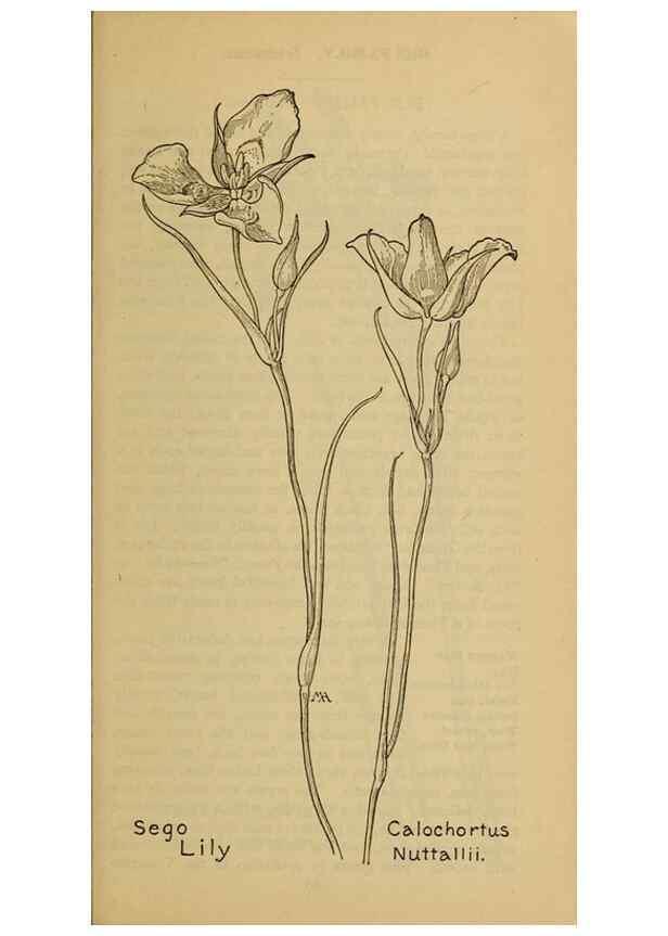 Reproducción/Reproduction 31911474767: Field book of western wild flowers /. New York :Putnam,1915.. 