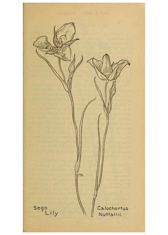 Reproducción/Reproduction 31911474767: Field book of western wild flowers /. New York :Putnam,1915.. 
