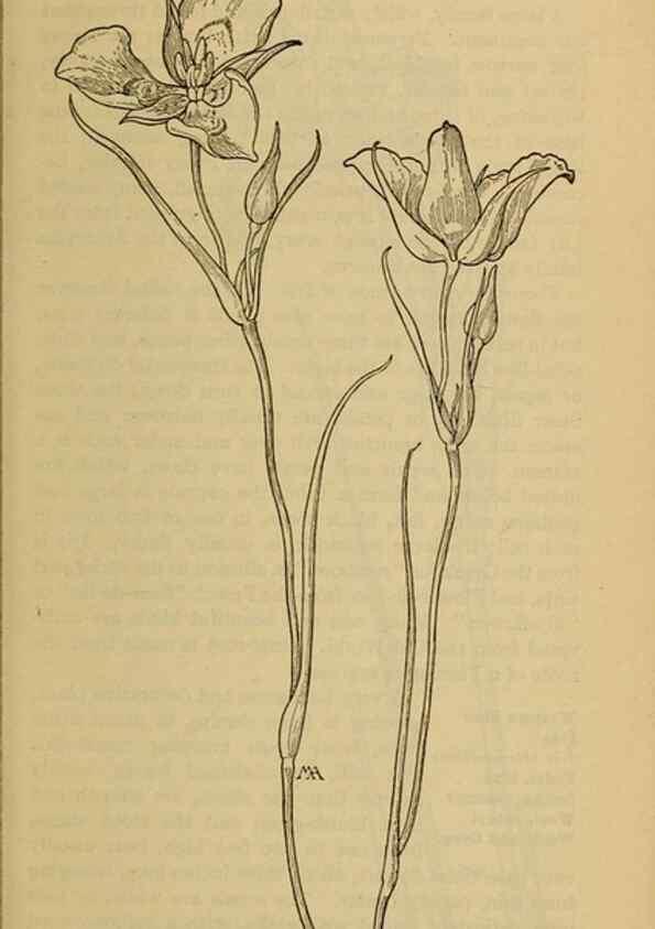 Reproducción/Reproduction 31911474767: Field book of western wild flowers /. New York :Putnam,1915.. 