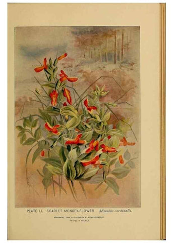 Reproducción/Reproduction 39887848703: A guide to the wild flowers.. New York,F. A. Stokes[1899]. 