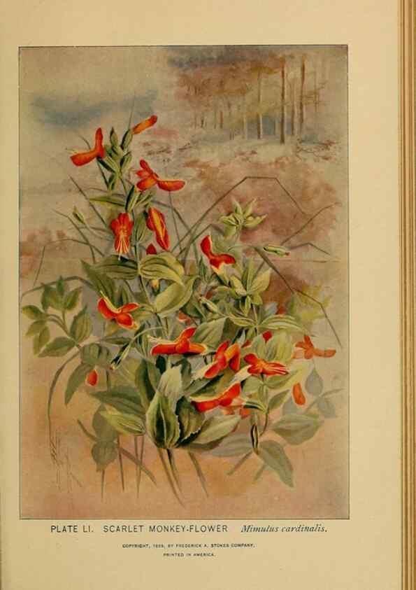 Reproducción/Reproduction 39887848703: A guide to the wild flowers.. New York,F. A. Stokes[1899]. 
