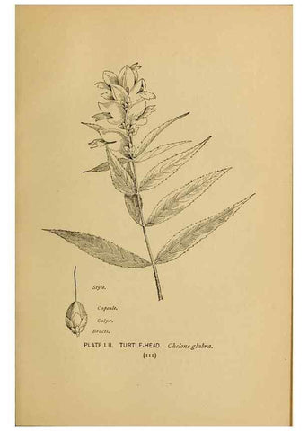Reproducción/Reproduction 46127714554: A guide to the wild flowers.. New York,F. A. Stokes[1899]. 