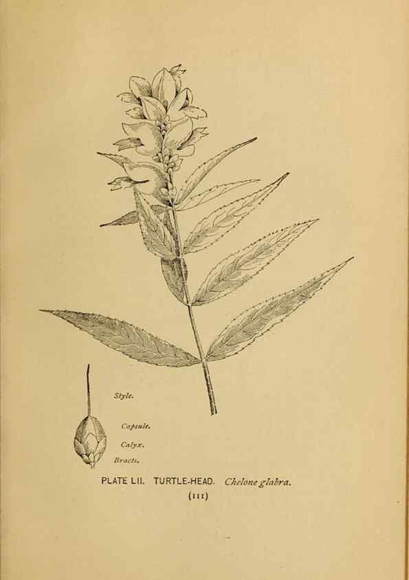 Reproducción/Reproduction 46127714554: A guide to the wild flowers.. New York,F. A. Stokes[1899]. 