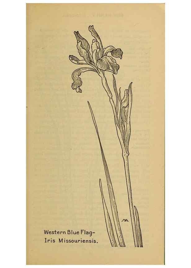 Reproducción/Reproduction 46800728412: Field book of western wild flowers /. New York :Putnam,1915.. 