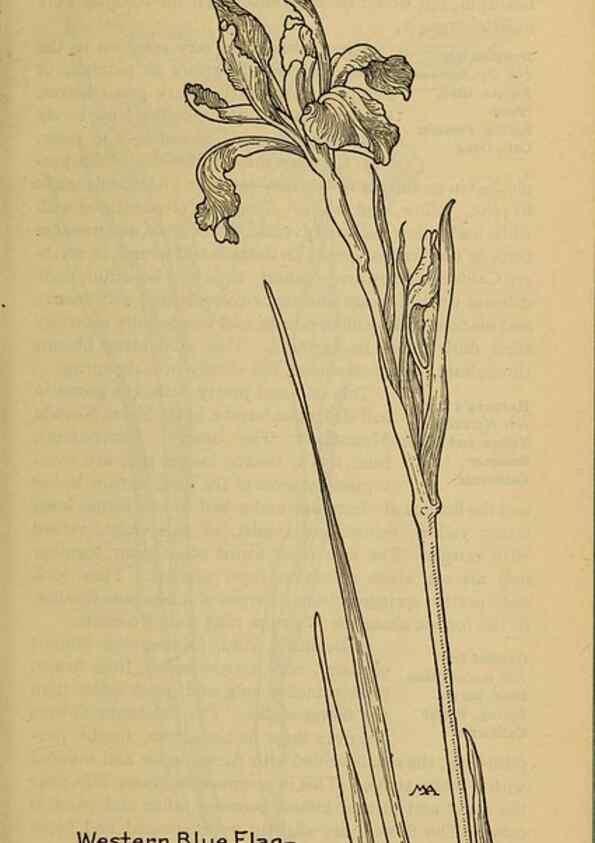 Reproducción/Reproduction 46800728412: Field book of western wild flowers /. New York :Putnam,1915.. 
