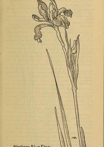 Reproducción/Reproduction 46800728412: Field book of western wild flowers /. New York :Putnam,1915.. 