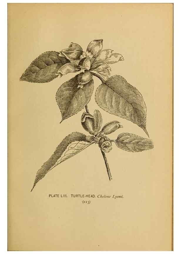 Reproducción/Reproduction 45938164665: A guide to the wild flowers.. New York,F. A. Stokes[1899]. 