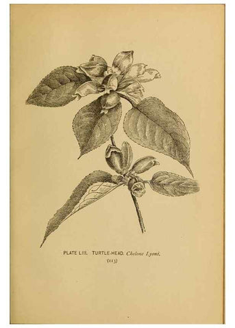 Reproducción/Reproduction 45938164665: A guide to the wild flowers.. New York,F. A. Stokes[1899]. 