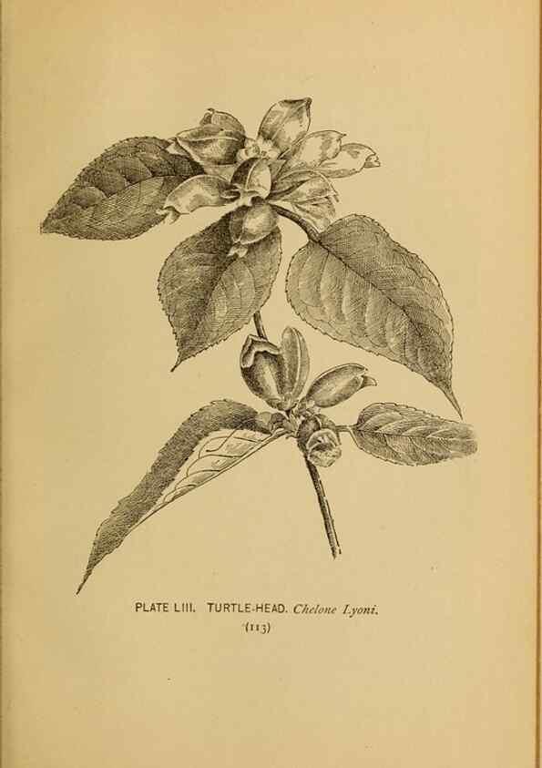 Reproducción/Reproduction 45938164665: A guide to the wild flowers.. New York,F. A. Stokes[1899]. 